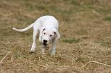 DOGUE ARGENTIN 178